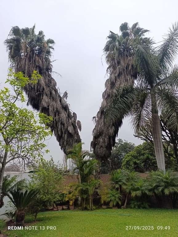 Renovación de árboles – foto 2