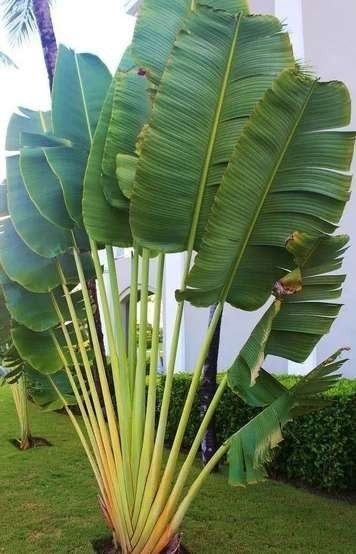 Plantas ornamentales